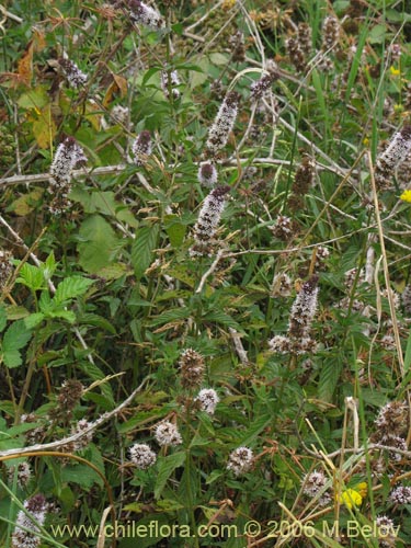 Imágen de Mentha aquatica (Hierba buena / Bergamota / Sándalo de agua). Haga un clic para aumentar parte de imágen.